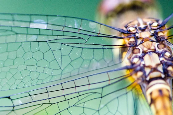 Voronoi patterns in dragonfly wing